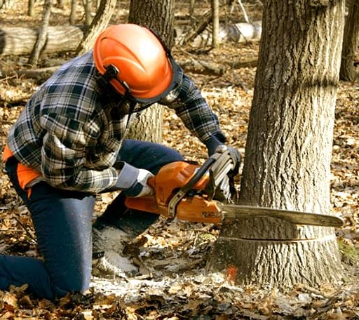 Tree Removal in Cottonwood Falls, KS